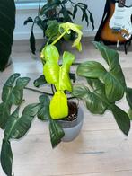 Philodendron Bipendifolium Golden Dragon, Huis en Inrichting, Ophalen of Verzenden
