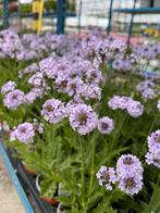Verbena rigida Polaris p10,5cm, Ophalen, Zomer, Vaste plant, Volle zon