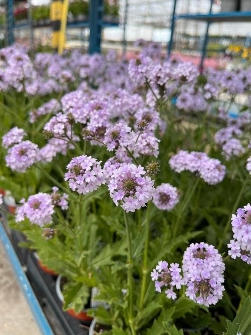 Verbena rigida Polaris p10,5cm, Tuin en Terras, Planten | Tuinplanten, Vaste plant, Volle zon, Zomer, Ophalen