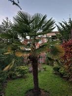 Palmboom, Tuin en Terras, Planten | Bomen, Ophalen, Palmboom