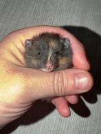 Hamster doré Hamster syrien à poil long, Animaux & Accessoires, Rongeurs, Hamster, Décembre, Domestique, Plusieurs animaux