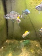Neolamprologus caudopunctatus- Tanganyika, Dieren en Toebehoren, Vissen | Aquariumvissen, Zoetwatervis