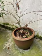 Un pot à plantes avec érable du Japon, Comme neuf, Jardin, Rond, Enlèvement