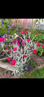 Winterharde prikneusjes ., Ophalen, Vaste plant