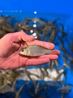 Kleine Schubkarpers Te Koop (zeer mooie karpers), Dieren en Toebehoren