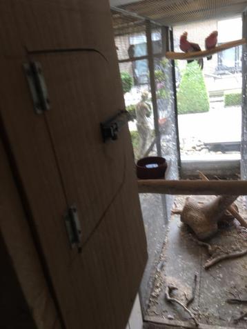 Te koop rosé kaketoe  wegens andere soort  beschikbaar voor biedingen