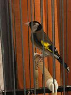 parva de 1ans, Femelle, Oiseau chanteur sauvage, Domestique