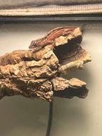 Anolis sagrei, Dieren en Toebehoren, Reptielen en Amfibieën, Hagedis, 0 tot 2 jaar