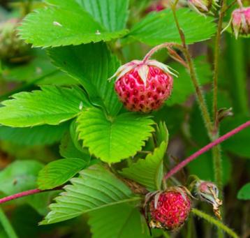 Fragaria viridis, heuvelaardbei, romige aardbei pot 5L beschikbaar voor biedingen