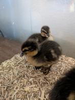 Kwaker, Meerdere dieren, Eend
