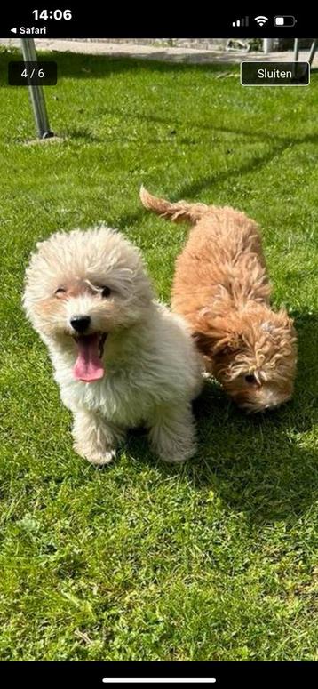 Chiots Maltipoo