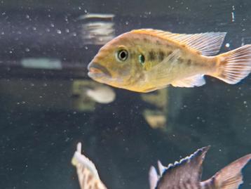 Cichliden blue lips koppel beschikbaar voor biedingen