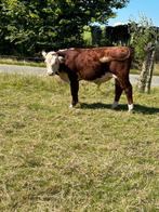 Hereford stier, Dieren en Toebehoren, Runderen, Mannelijk, 0 tot 2 jaar