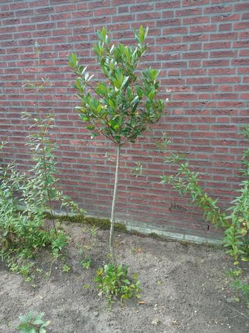 Laurus nobilis(laurier) de kruiden/keuken variant max.25€