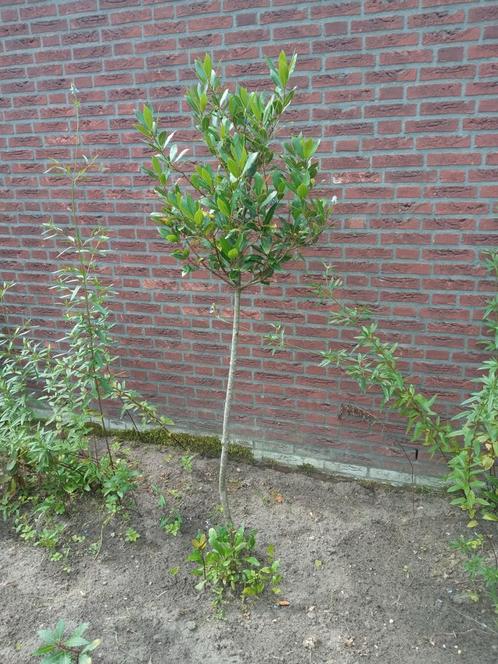 Laurus nobilis(laurier) de kruiden/keuken variant max.25€, Jardin & Terrasse, Plantes | Arbres, Autres espèces, Enlèvement ou Envoi