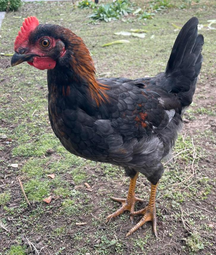 Groenlegger haantje., Dieren en Toebehoren, Pluimvee, Kip, Mannelijk