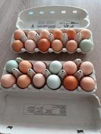 verse scharreleitjes, Dieren en Toebehoren, Pluimvee