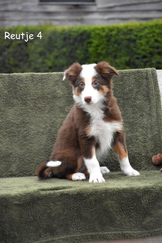 Prachtig bruin tricolor Border Collie reutje, Dieren en Toebehoren, Honden | Herdershonden en Veedrijvers, Reu, Collie, Fokker | Professioneel