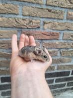 Jonge campbelli dwerghamsters verschillende kleurtjes, Juni, Hamster, Tam