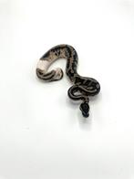 1.0 axanthic VPI piebald - koningspython, Dieren en Toebehoren, Reptielen en Amfibieën