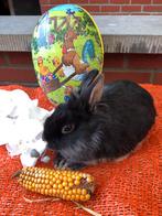 Konijnen dwerg konijntjes konijntjes, Plusieurs animaux, Nain, 0 à 2 ans