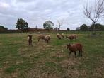 Castlemilk Moorit schaap lammeren, Dieren en Toebehoren, Schapen, Geiten en Varkens, Meerdere dieren, Schaap, 0 tot 2 jaar