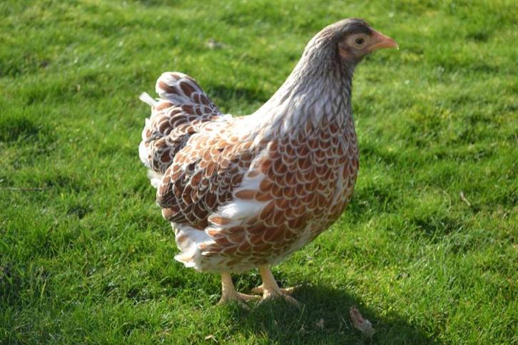 Wyandotte kriel kippen in vele verschillende kleuren, Dieren en Toebehoren, Pluimvee, Kip, Vrouwelijk