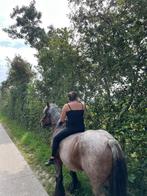 Leuke trekpaard merrie, Dieren en Toebehoren, Paarden, Merrie, Gechipt, Zadelmak, 7 tot 10 jaar