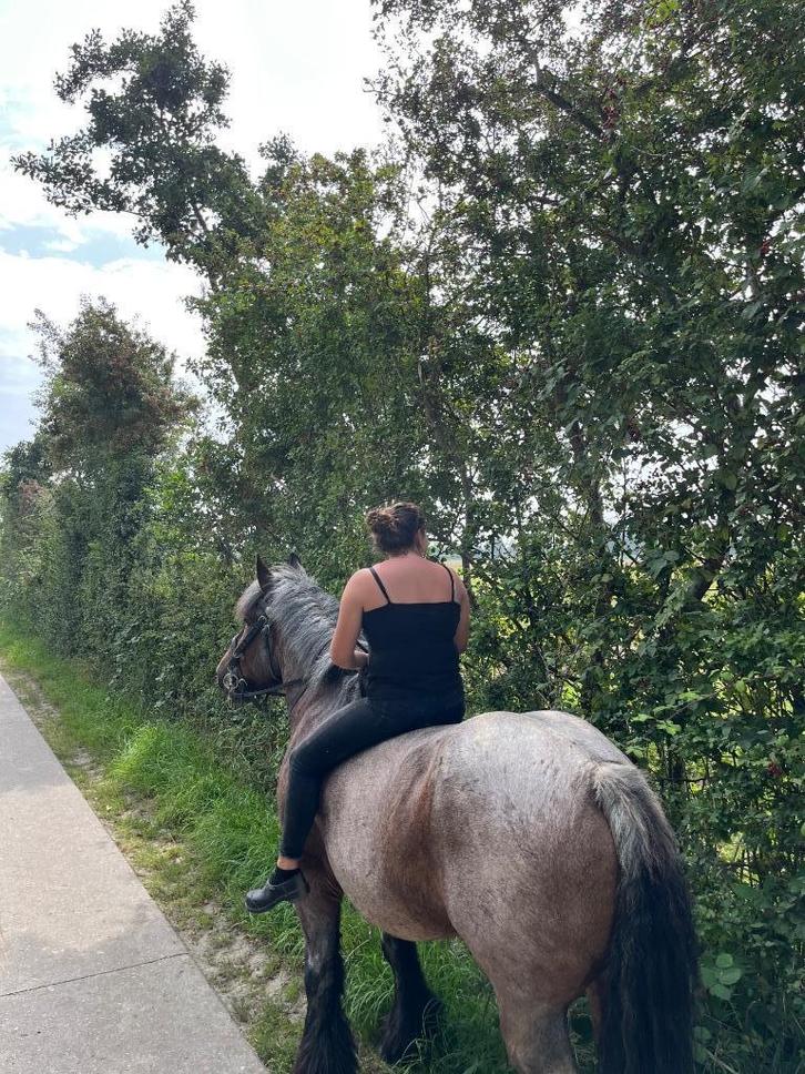 Leuke trekpaard merrie, Dieren en Toebehoren, Paarden, Merrie, Zadelmak, 160 tot 165 cm, 7 tot 10 jaar, Recreatiepaard, Met stamboom