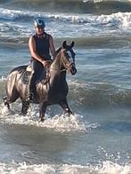 Betrouwbaar, knap recreatiepaard, Dieren en Toebehoren, Paarden