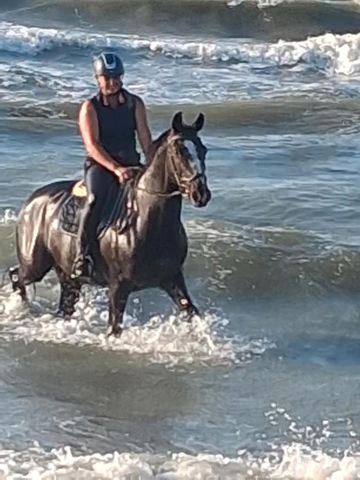 Betrouwbaar, knap recreatiepaard, Dieren en Toebehoren, Paarden