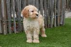 Abrikoze medium Labradoodle pups met stamboom, Dieren en Toebehoren, België, Overige rassen, CDV (hondenziekte), 8 tot 15 weken