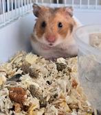 Goudhamster, Dieren en Toebehoren, Knaagdieren, Hamster