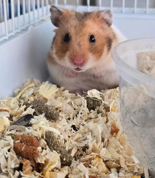 Goudhamster, Dieren en Toebehoren, Knaagdieren, Hamster