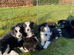 Prachtige border-collie pups geboren op onze boerderij, België, Fokker | Hobbymatig, 8 tot 15 weken, Collie