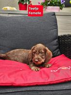 ruwhaar teckel pups nog 1 teefje, Dieren en Toebehoren, Honden | Teckels en Dashonden, België, CDV (hondenziekte), 8 tot 15 weken