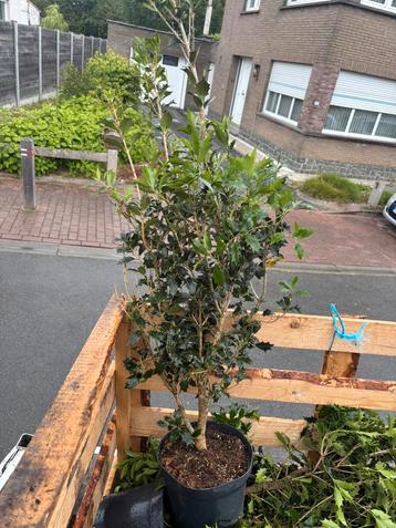 Osmanthus hetrophylus, Tuin en Terras, Ophalen