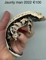 Wimpergekko, Dieren en Toebehoren