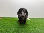 Teckel Mini pups, Dieren en Toebehoren, België, 8 tot 15 weken, Korthaar, CDV (hondenziekte)