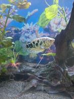 Gourami te koop, Dieren en Toebehoren, Vis, Zoetwatervis
