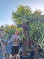 Winterharde palmboom trachycarpus fortunei, Ophalen of Verzenden