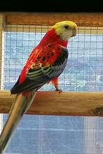 gezocht: mooie opaline bleekkoprosella (man van 2024), Dieren en Toebehoren, Geringd