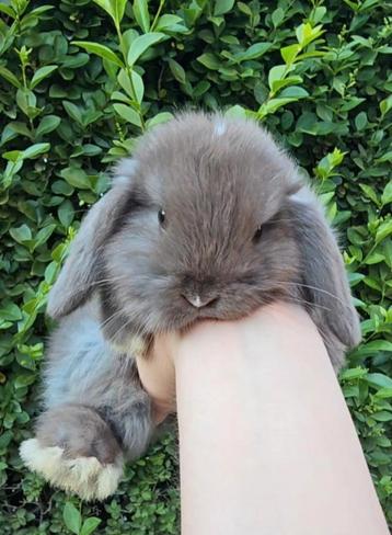 Lapin nain aux oreilles pendantes Minilop, Animaux & Accessoires, Lapins, Plusieurs animaux, Nain, Oreilles tombantes, 0 à 2 ans