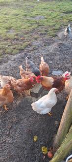 2 hanen, Dieren en Toebehoren