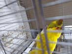 Koppel kakarkie 24, Dieren en Toebehoren, Vogels | Parkieten en Papegaaien, Meerdere dieren, Parkiet