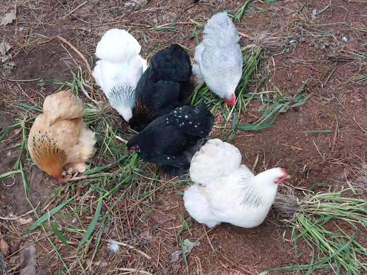 Verschillende kleuren cochin hennen en haantjes, Dieren en Toebehoren, Pluimvee