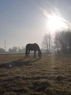word gedeeltelijk eigenaar van een sportpaard!, Dieren en Toebehoren, Meerdere dieren, Dressuurpaard