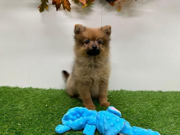 Kleine Keeshond pups beschikbaar voor biedingen
