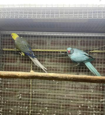 kweekkoppel halsband parkiet - halsbandparkiet opaline wkws beschikbaar voor biedingen