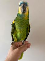 Tamme amazone Blauwvoorhoofd, Dieren en Toebehoren, Vogels | Parkieten en Papegaaien, Mannelijk, Papegaai, Pratend